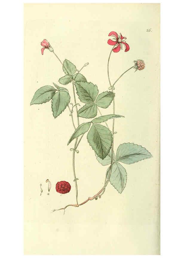 Reproducción/Reproduction 6120319108: Svensk botanik. v.1. Stockholm :Tryckt hos C. Delén,1802-[1843] 