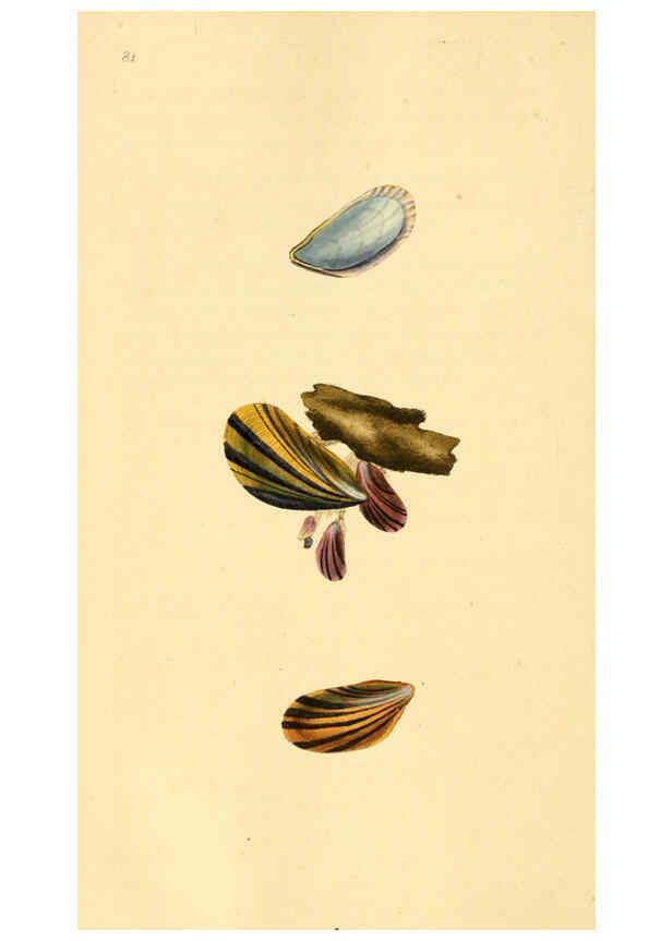 Reproducción/Reproduction 6126646797: The natural history of British shells. v.1-3. London :Printed for the Author, and for F.C. and J. Rivington, by Bye and Law,1800-1804