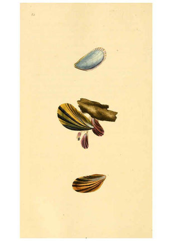 Reproducción/Reproduction 6126646797: The natural history of British shells. v.1-3. London :Printed for the Author, and for F.C. and J. Rivington, by Bye and Law,1800-1804