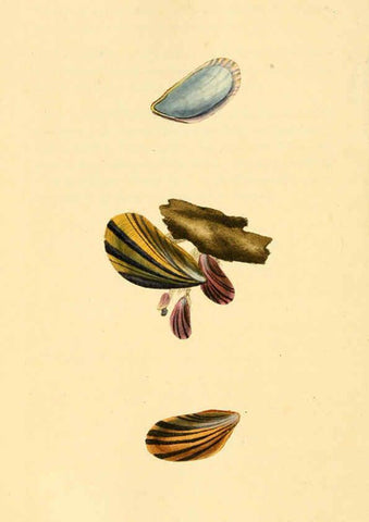 Reproducción/Reproduction 6126646797: The natural history of British shells. v.1-3. London :Printed for the Author, and for F.C. and J. Rivington, by Bye and Law,1800-1804