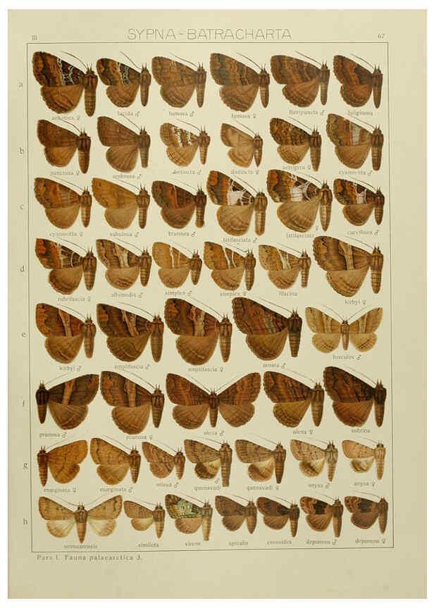 Reproducción/Reproduction 6120233890: The Macrolepidoptera of the world. v.3. plates Stuttgart,Seitz'schen (Kernen),1906-1933