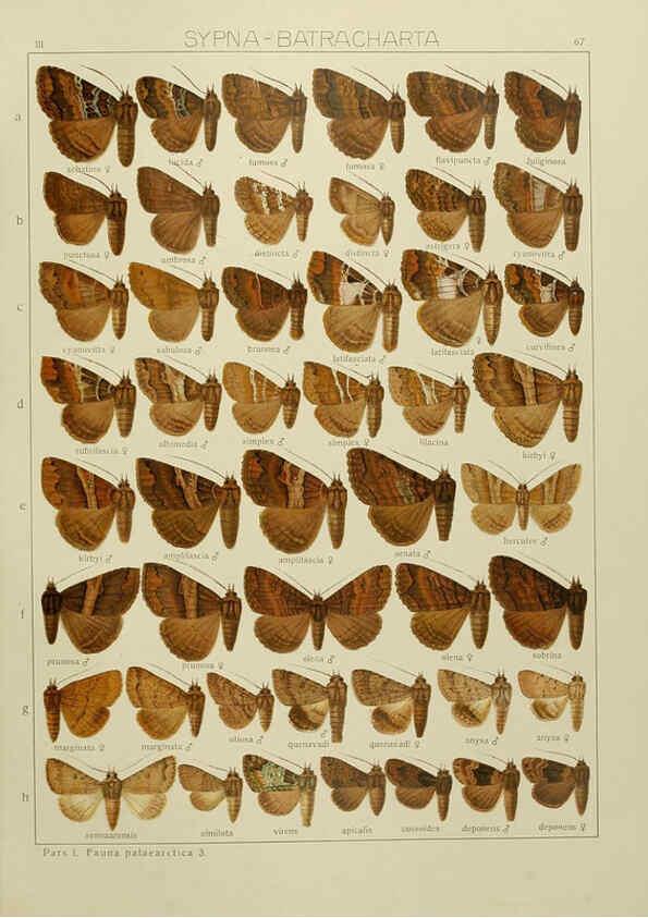 Reproducción/Reproduction 6120233890: The Macrolepidoptera of the world. v.3. plates Stuttgart,Seitz'schen (Kernen),1906-1933