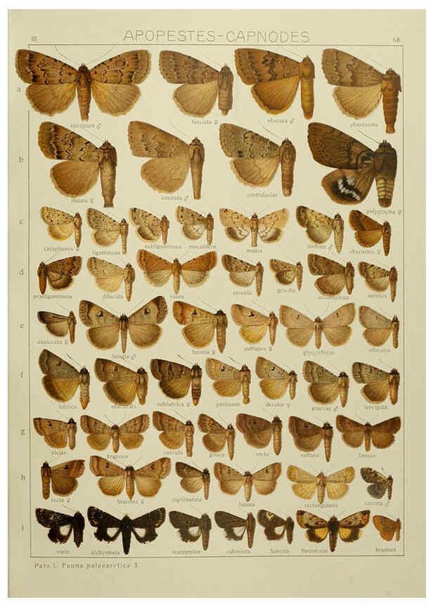 Reproducción/Reproduction 6120234060: The Macrolepidoptera of the world. v.3. plates Stuttgart,Seitz'schen (Kernen),1906-1933