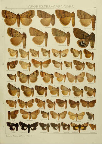 Reproducción/Reproduction 6120234060: The Macrolepidoptera of the world. v.3. plates Stuttgart,Seitz'schen (Kernen),1906-1933