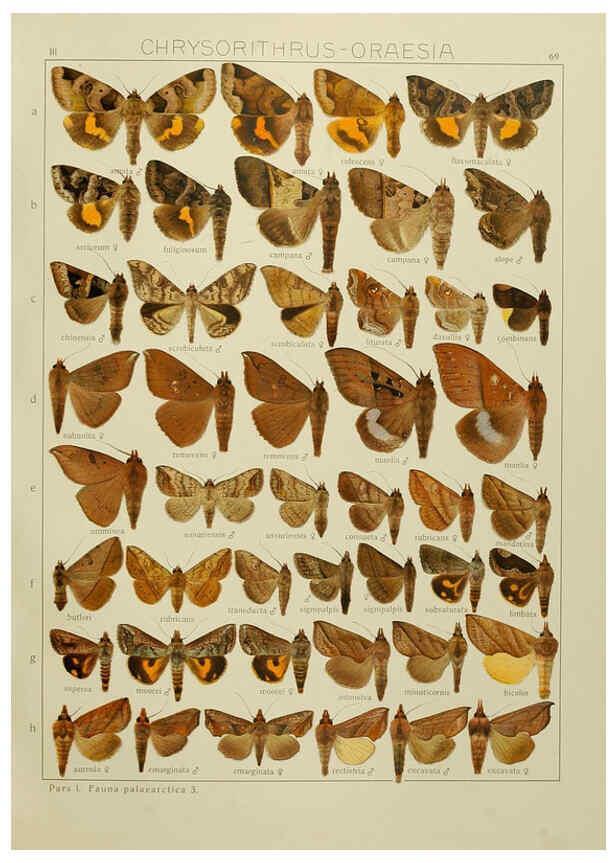 Reproducción/Reproduction 6119690915: The Macrolepidoptera of the world. v.3. plates Stuttgart,Seitz'schen (Kernen),1906-1933