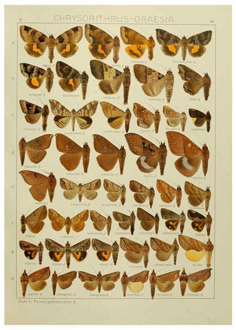 Reproducción/Reproduction 6119690915: The Macrolepidoptera of the world. v.3. plates Stuttgart,Seitz'schen (Kernen),1906-1933