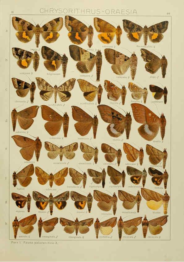 Reproducción/Reproduction 6119690915: The Macrolepidoptera of the world. v.3. plates Stuttgart,Seitz'schen (Kernen),1906-1933