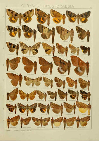 Reproducción/Reproduction 6119690915: The Macrolepidoptera of the world. v.3. plates Stuttgart,Seitz'schen (Kernen),1906-1933