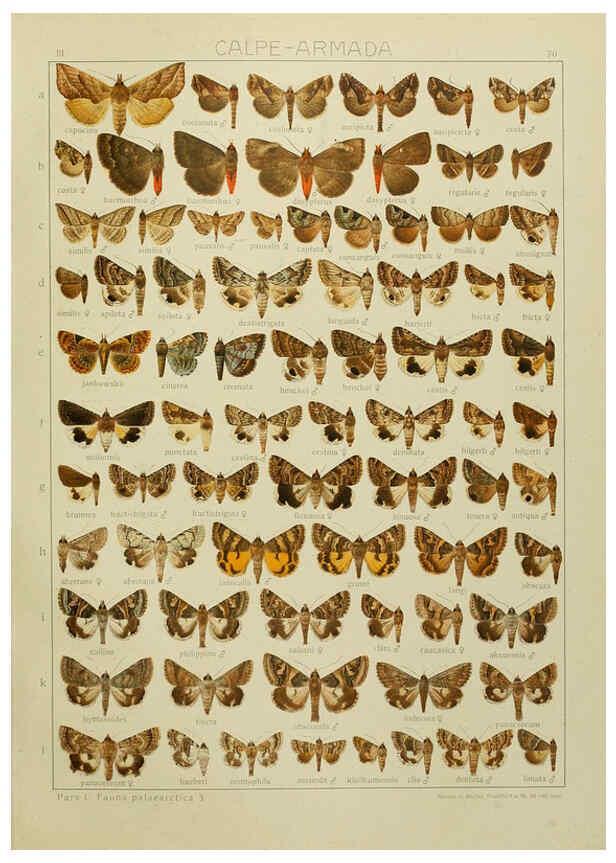 Reproducción/Reproduction 6120234468: The Macrolepidoptera of the world. v.3. plates Stuttgart,Seitz'schen (Kernen),1906-1933