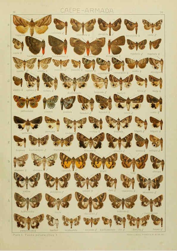 Reproducción/Reproduction 6120234468: The Macrolepidoptera of the world. v.3. plates Stuttgart,Seitz'schen (Kernen),1906-1933