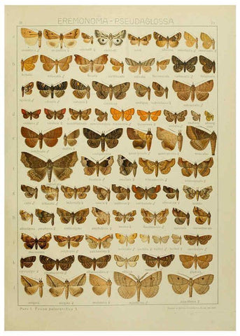 Reproducción/Reproduction 6119691383: The Macrolepidoptera of the world. v.3. plates Stuttgart,Seitz'schen (Kernen),1906-1933
