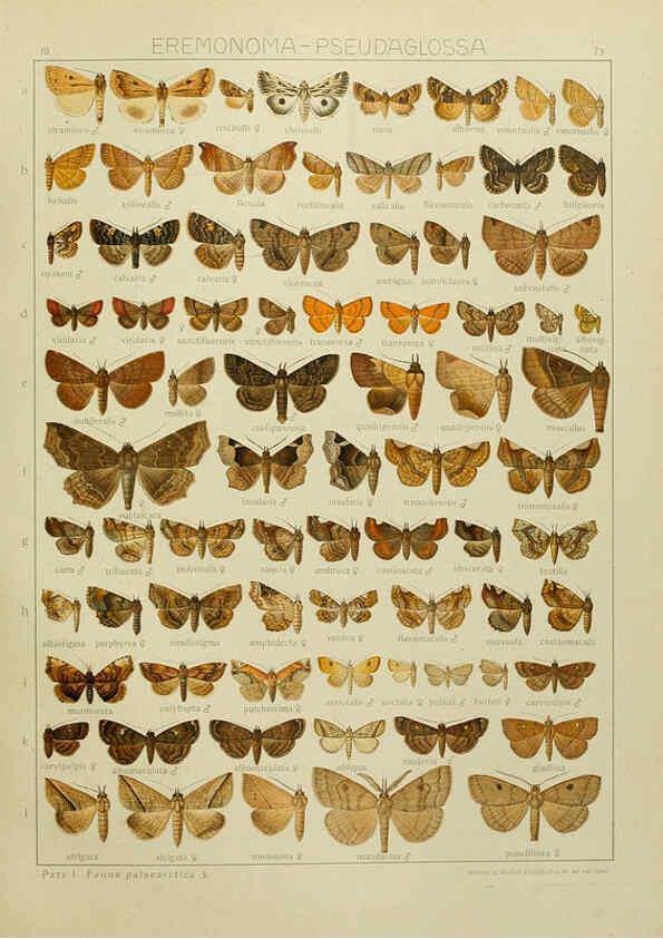 Reproducción/Reproduction 6119691383: The Macrolepidoptera of the world. v.3. plates Stuttgart,Seitz'schen (Kernen),1906-1933