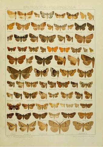Reproducción/Reproduction 6119691383: The Macrolepidoptera of the world. v.3. plates Stuttgart,Seitz'schen (Kernen),1906-1933