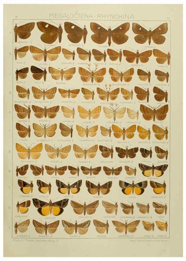 Reproducción/Reproduction 6119691537: The Macrolepidoptera of the world. v.3. plates Stuttgart,Seitz'schen (Kernen),1906-1933