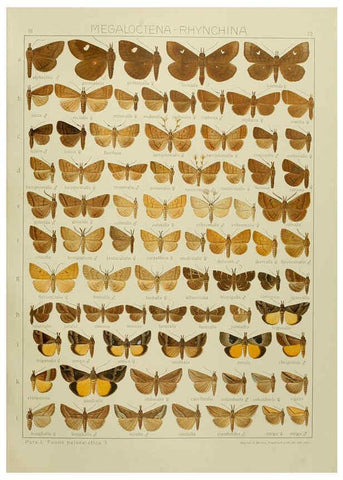 Reproducción/Reproduction 6119691537: The Macrolepidoptera of the world. v.3. plates Stuttgart,Seitz'schen (Kernen),1906-1933