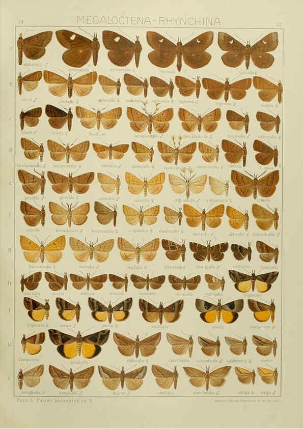 Reproducción/Reproduction 6119691537: The Macrolepidoptera of the world. v.3. plates Stuttgart,Seitz'schen (Kernen),1906-1933