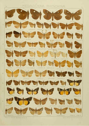 Reproducción/Reproduction 6119691537: The Macrolepidoptera of the world. v.3. plates Stuttgart,Seitz'schen (Kernen),1906-1933