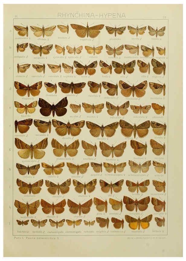 Reproducción/Reproduction 6119691757: The Macrolepidoptera of the world. v.3. plates Stuttgart,Seitz'schen (Kernen),1906-1933