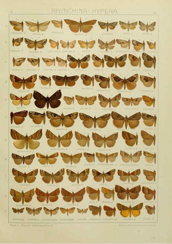 Reproducción/Reproduction 6119691757: The Macrolepidoptera of the world. v.3. plates Stuttgart,Seitz'schen (Kernen),1906-1933