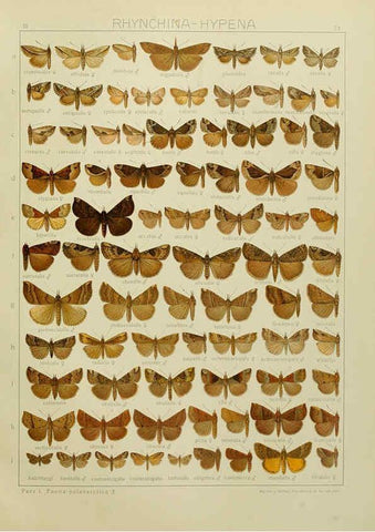 Reproducción/Reproduction 6119691757: The Macrolepidoptera of the world. v.3. plates Stuttgart,Seitz'schen (Kernen),1906-1933