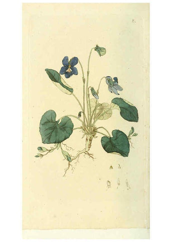Reproducción/Reproduction 6120313516: Svensk botanik. v.1. Stockholm :Tryckt hos C. Delén,1802-[1843] 