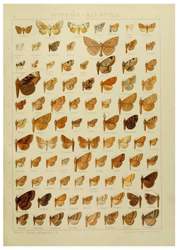 Reproducción/Reproduction 6120235234: The Macrolepidoptera of the world. v.3. plates Stuttgart,Seitz'schen (Kernen),1906-1933