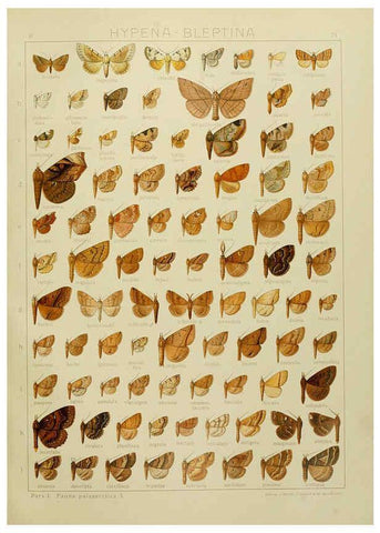 Reproducción/Reproduction 6120235234: The Macrolepidoptera of the world. v.3. plates Stuttgart,Seitz'schen (Kernen),1906-1933