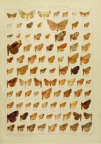 Reproducción/Reproduction 6120235234: The Macrolepidoptera of the world. v.3. plates Stuttgart,Seitz'schen (Kernen),1906-1933