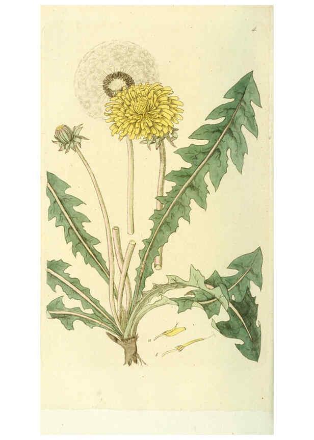 Reproducción/Reproduction 6120312524: Svensk botanik. v.1. Stockholm :Tryckt hos C. Delén,1802-[1843] 