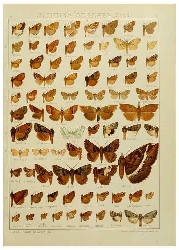 Reproducción/Reproduction 6120235390: The Macrolepidoptera of the world. v.3. plates Stuttgart,Seitz'schen (Kernen),1906-1933
