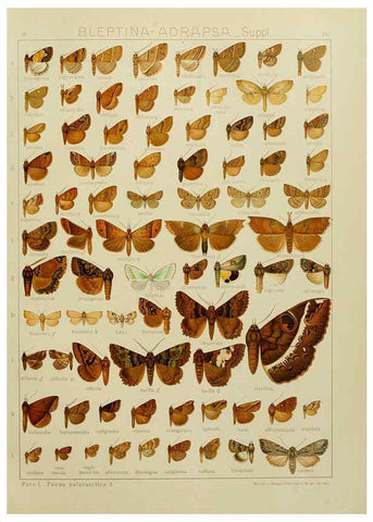 Reproducción/Reproduction 6120235390: The Macrolepidoptera of the world. v.3. plates Stuttgart,Seitz'schen (Kernen),1906-1933