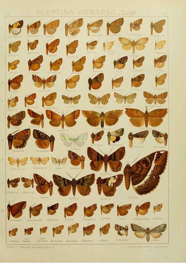 Reproducción/Reproduction 6120235390: The Macrolepidoptera of the world. v.3. plates Stuttgart,Seitz'schen (Kernen),1906-1933