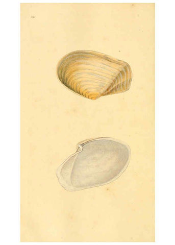 Reproducción/Reproduction 6127193814: The natural history of British shells. v.1-3. London :Printed for the Author, and for F.C. and J. Rivington, by Bye and Law,1800-1804
