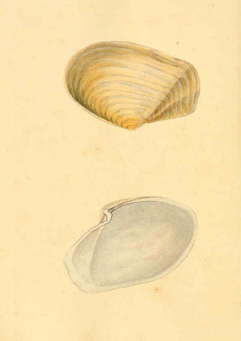 Reproducción/Reproduction 6127193814: The natural history of British shells. v.1-3. London :Printed for the Author, and for F.C. and J. Rivington, by Bye and Law,1800-1804