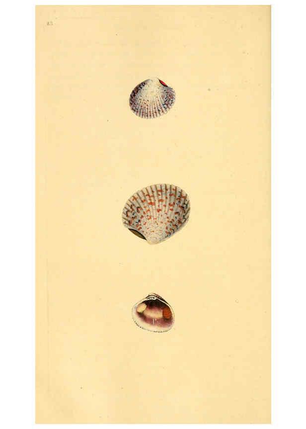 Reproducción/Reproduction 6126647325: The natural history of British shells. v.1-3. London :Printed for the Author, and for F.C. and J. Rivington, by Bye and Law,1800-1804