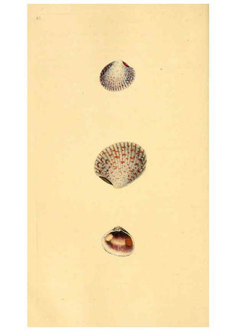 Reproducción/Reproduction 6126647325: The natural history of British shells. v.1-3. London :Printed for the Author, and for F.C. and J. Rivington, by Bye and Law,1800-1804