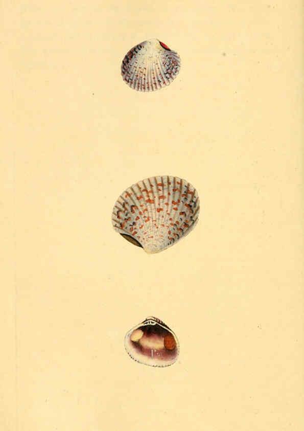 Reproducción/Reproduction 6126647325: The natural history of British shells. v.1-3. London :Printed for the Author, and for F.C. and J. Rivington, by Bye and Law,1800-1804