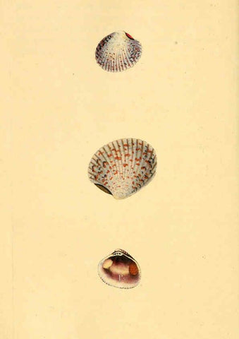 Reproducción/Reproduction 6126647325: The natural history of British shells. v.1-3. London :Printed for the Author, and for F.C. and J. Rivington, by Bye and Law,1800-1804