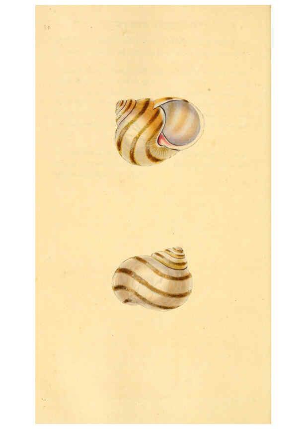 Reproducción/Reproduction 6126647599: The natural history of British shells. v.1-3. London :Printed for the Author, and for F.C. and J. Rivington, by Bye and Law,1800-1804