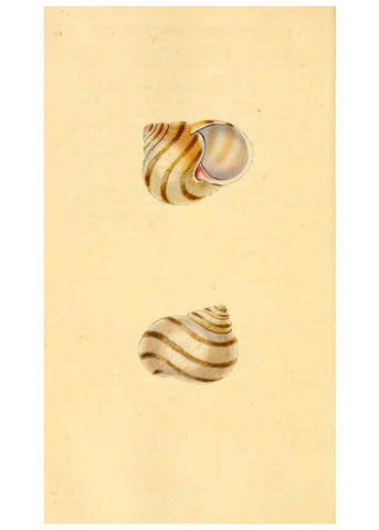 Reproducción/Reproduction 6126647599: The natural history of British shells. v.1-3. London :Printed for the Author, and for F.C. and J. Rivington, by Bye and Law,1800-1804