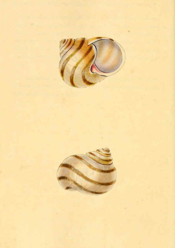 Reproducción/Reproduction 6126647599: The natural history of British shells. v.1-3. London :Printed for the Author, and for F.C. and J. Rivington, by Bye and Law,1800-1804