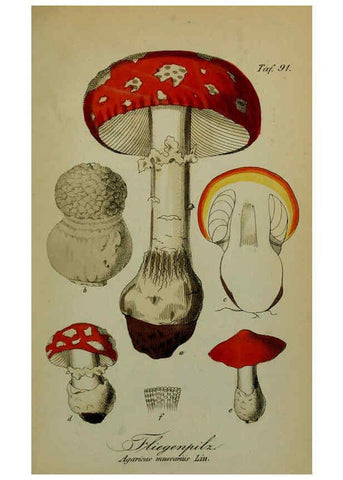 Reproducción/Reproduction 6130867868: Sämmtliche Giftgewächse Deutschlands Leipzig :F. Voight,1854