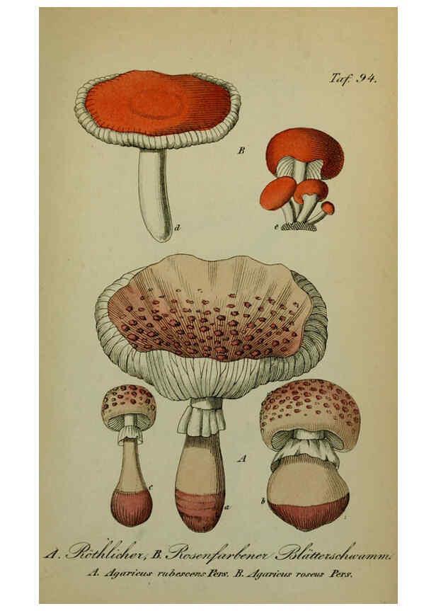 Reproducción/Reproduction 6130318739: Sämmtliche Giftgewächse Deutschlands Leipzig :F. Voight,1854