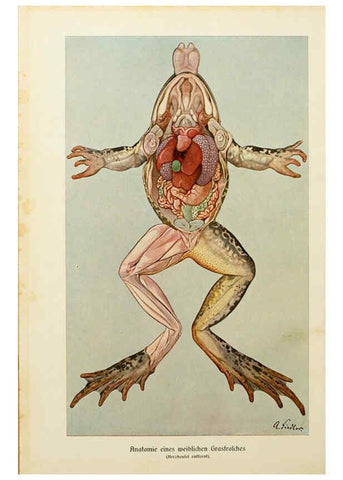 Reproducción/Reproduction 6140216962: Brehms Tierleben. Bd.1 Leipzig,Bibliographisches Institut,1911-19- 