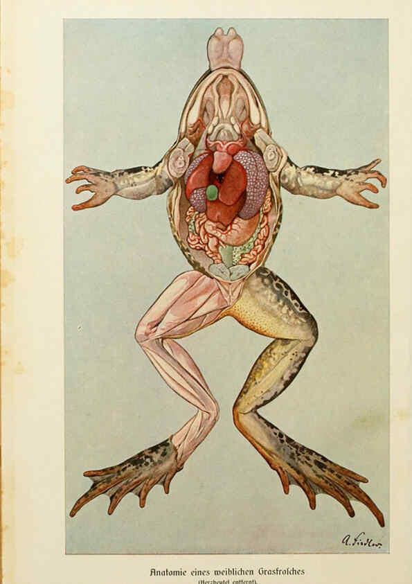 Reproducción/Reproduction 6140216962: Brehms Tierleben. Bd.1 Leipzig,Bibliographisches Institut,1911-19- 