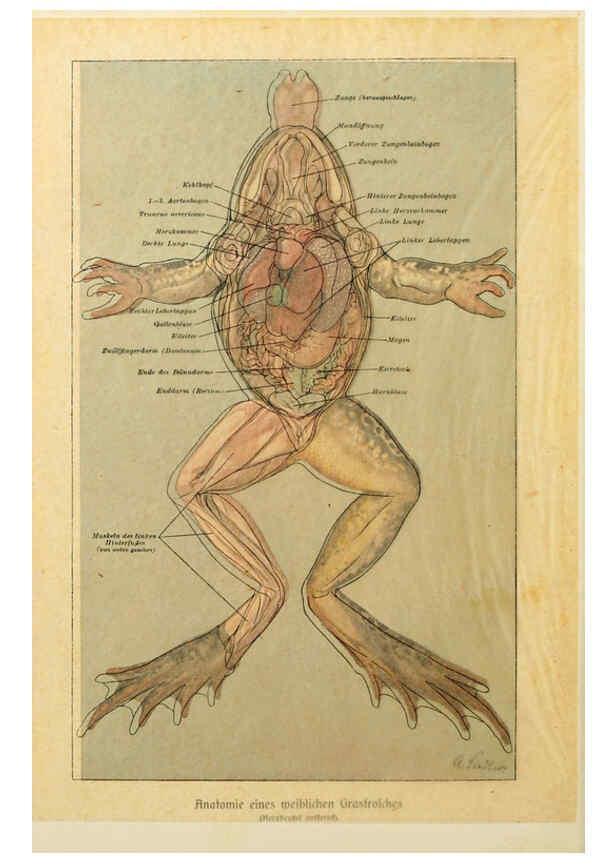 Reproducción/Reproduction 6140217188: Brehms Tierleben. Bd.1 Leipzig,Bibliographisches Institut,1911-19- 