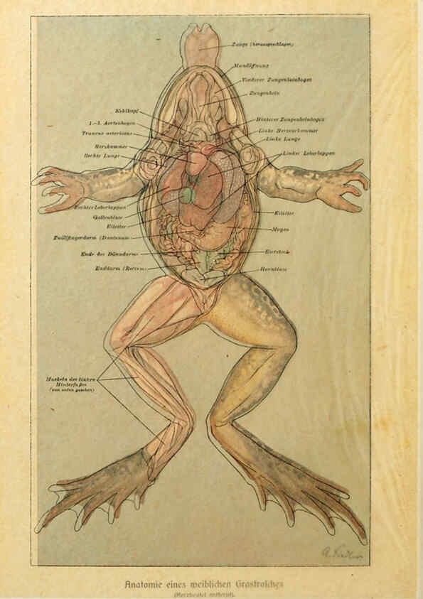 Reproducción/Reproduction 6140217188: Brehms Tierleben. Bd.1 Leipzig,Bibliographisches Institut,1911-19- 