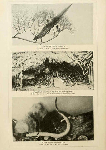 Reproducción/Reproduction 6139666409: Brehms Tierleben. Bd.1 Leipzig,Bibliographisches Institut,1911-19- 