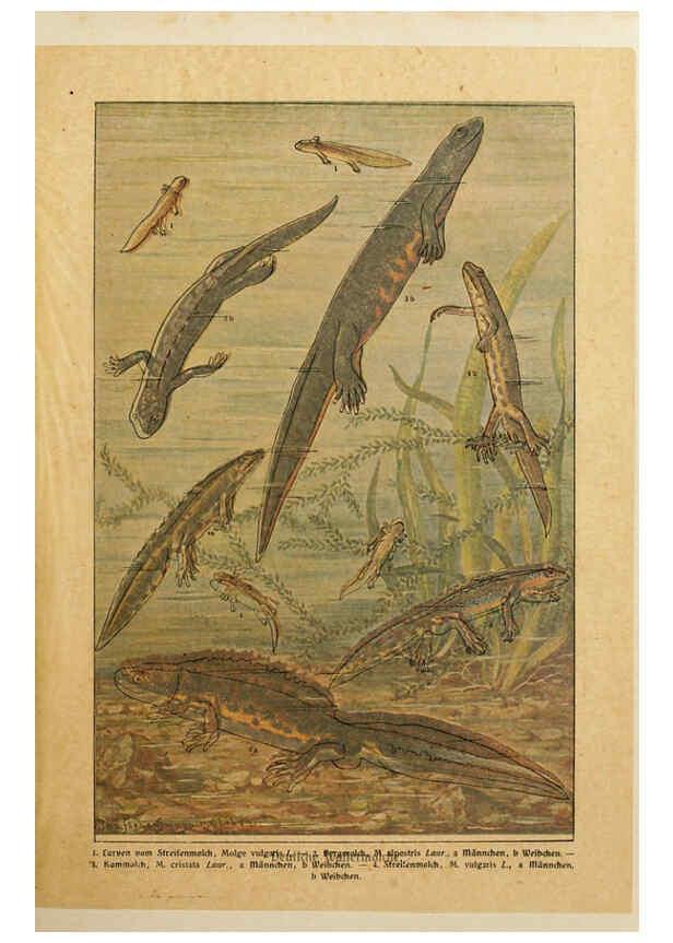 Reproducción/Reproduction 6140217824: Brehms Tierleben. Bd.1 Leipzig,Bibliographisches Institut,1911-19- 