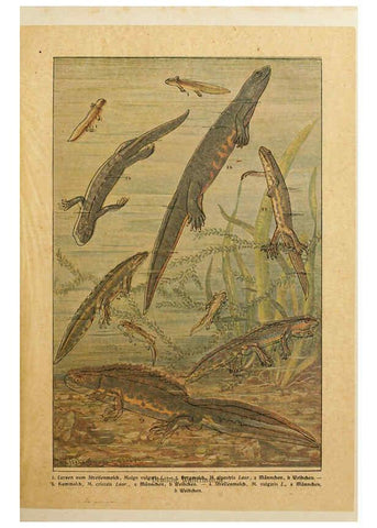 Reproducción/Reproduction 6140217824: Brehms Tierleben. Bd.1 Leipzig,Bibliographisches Institut,1911-19- 